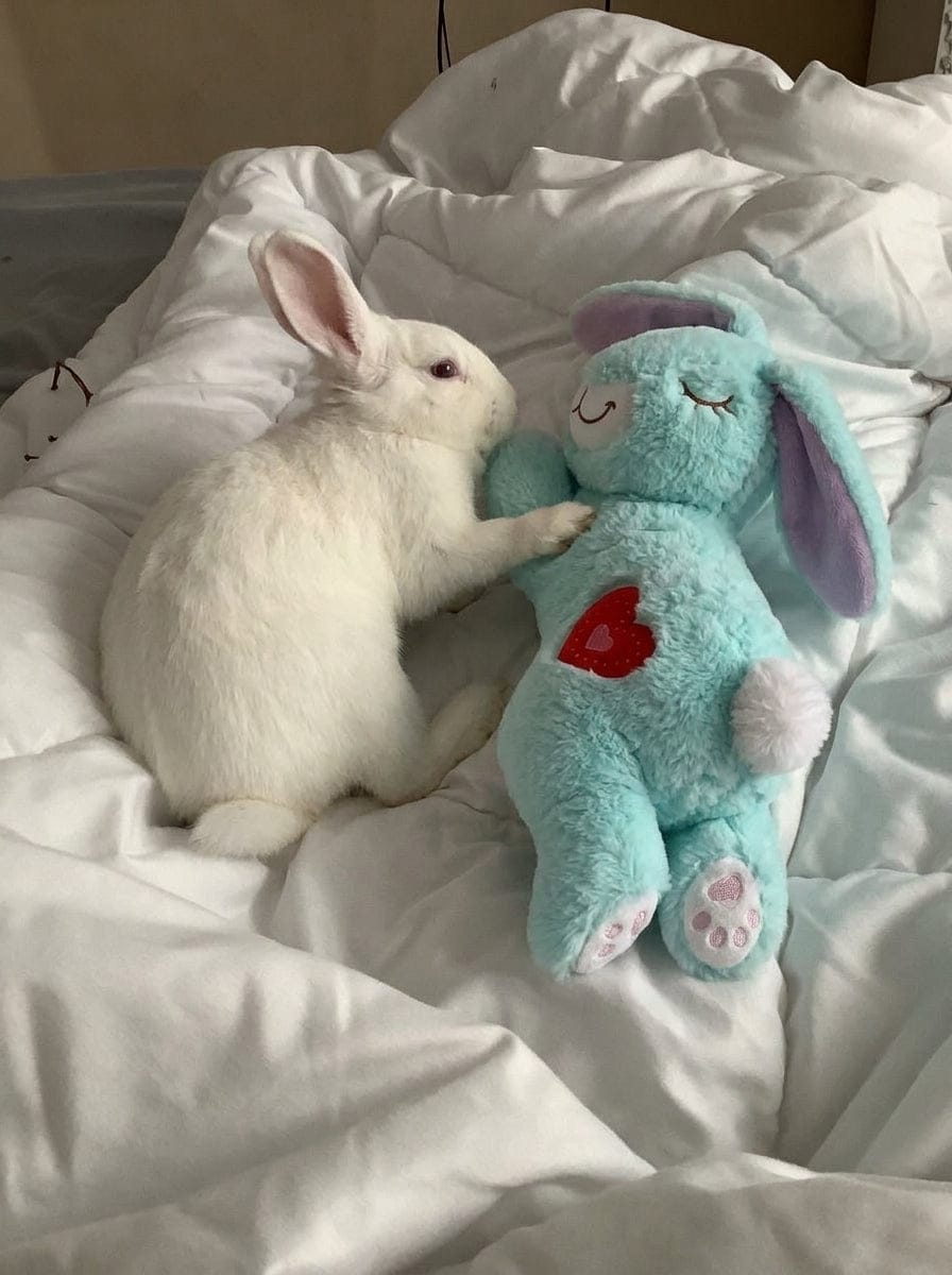 Customer photo review of Calming Plush for Bunnies