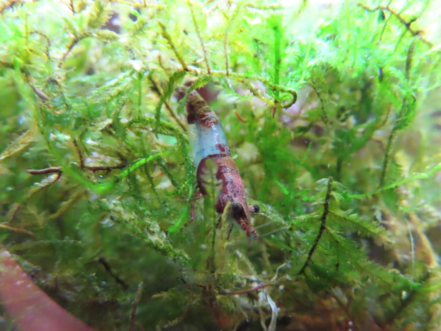 Customer photo review of Fire Red Cherry Shrimp