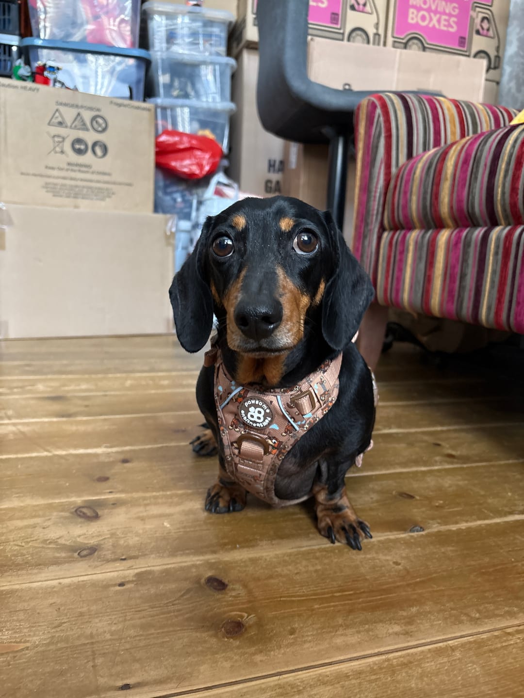 Customer photo review of Disney© Tough Trails™ Harness - Slinky