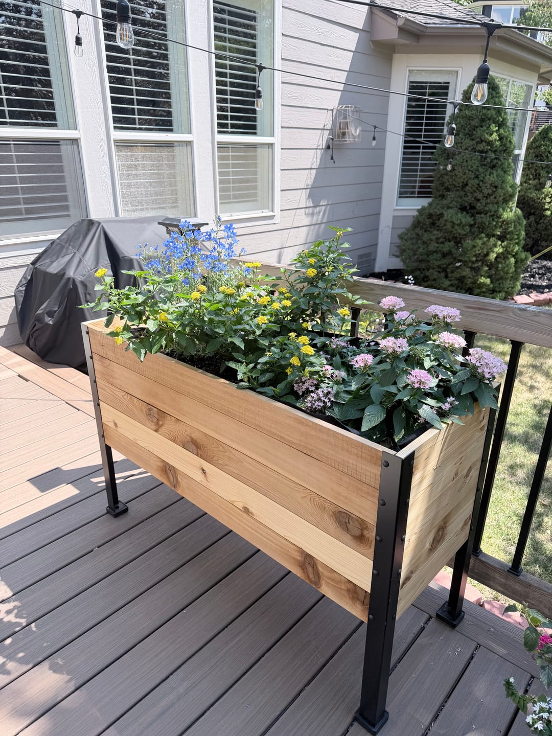 Customer photo review of 18" x 48" Raised Garden Bed - 30" TALL / Garden Grade