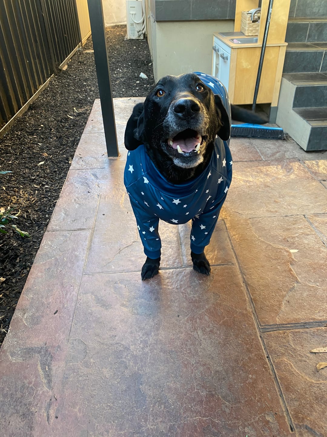 Customer photo review of Dog Surgical Suit  2-pack