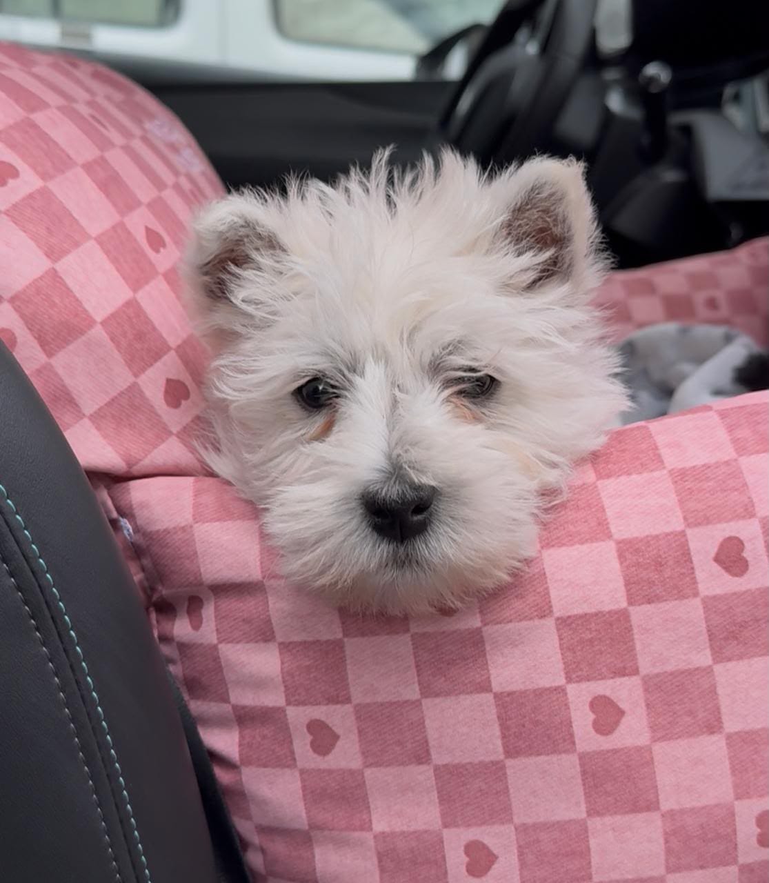 Customer photo review of Asiento Primera Clase THE DOGS — Viajes seguros y cómodos
