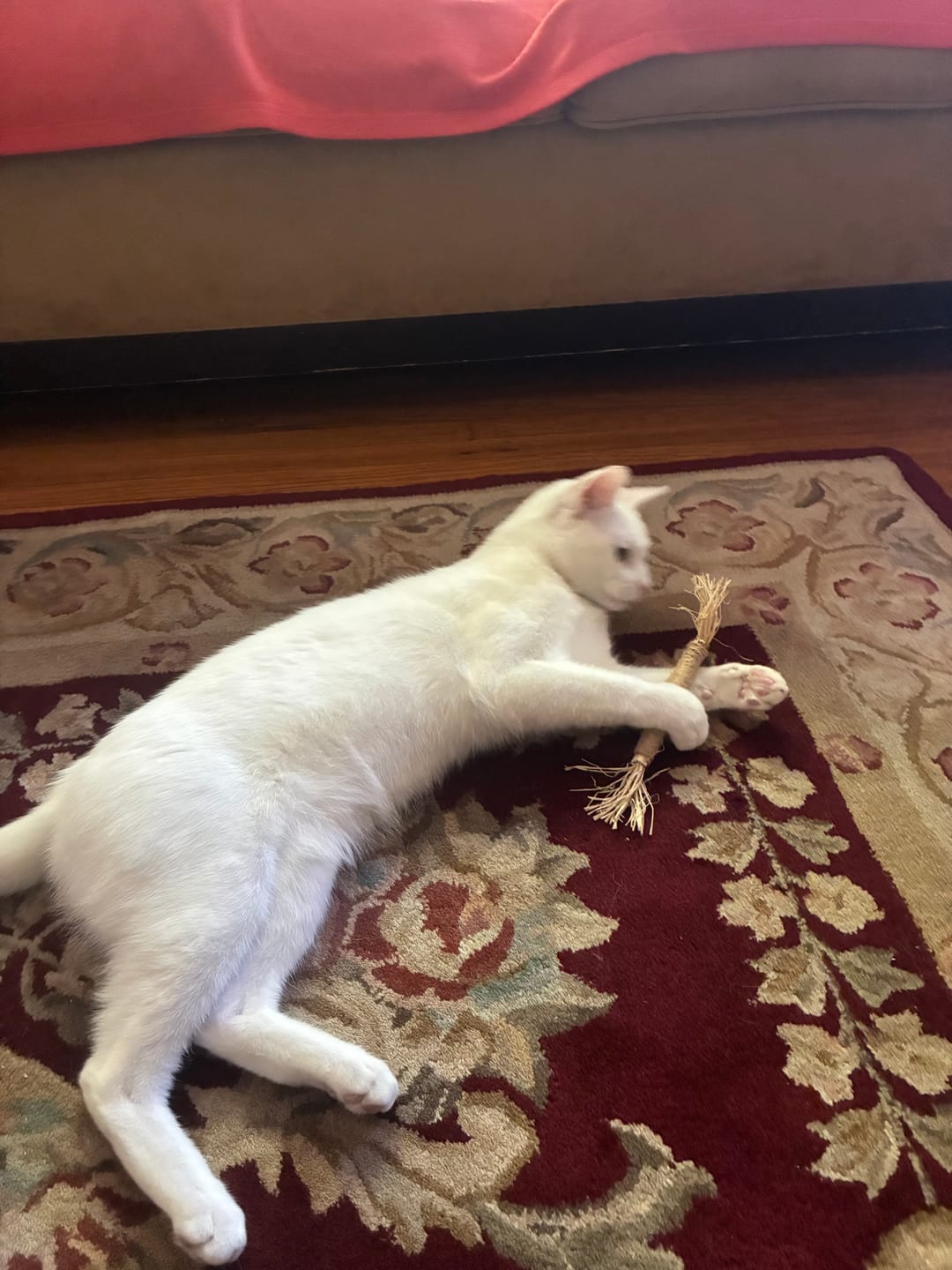 Customer photo review of RYERCAT Silvervine Cat Dental Sticks