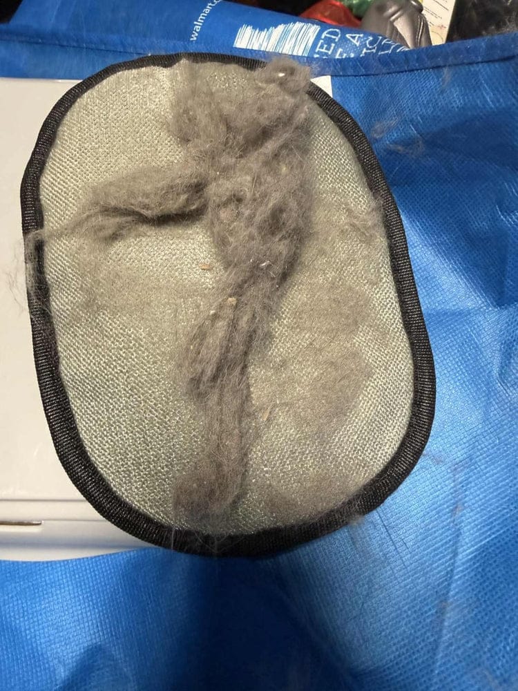 Customer photo review of Sausage Glove | Effortlessly Remove Dachshund Hair