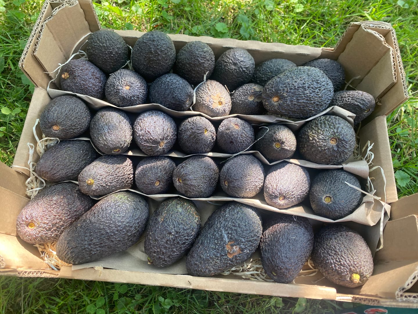 Customer photo review of Avocado Hass 15 Monate baumgereift Bio Kreta von Apostolis