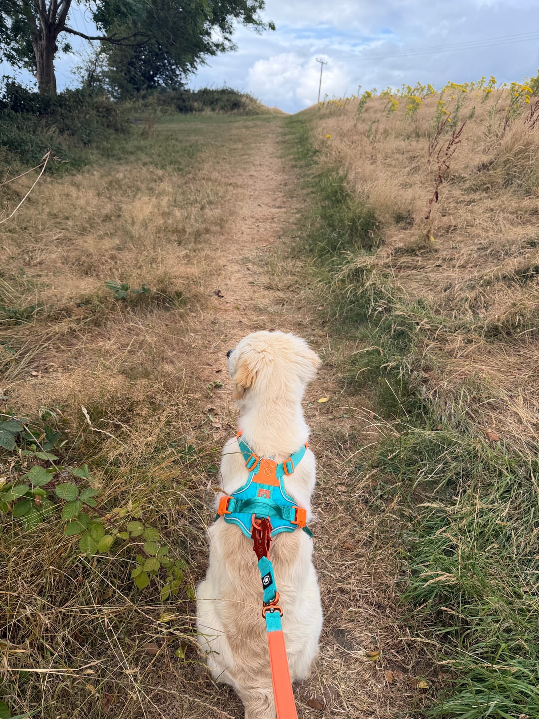 Customer photo review of Anti Pull Hurricane Harness Lighter | With Handle - Turquoise X Orange
