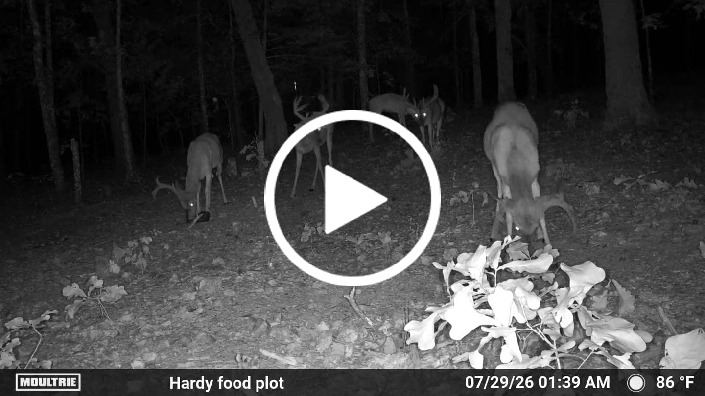 Customer video review of Hot Chic™ Food Plot Seed