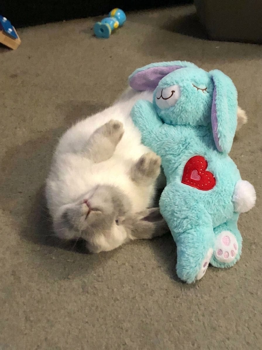 Customer photo review of Calming Plush for Bunnies