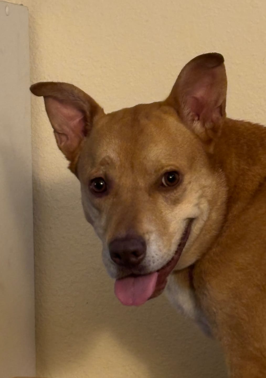 Customer photo review of Iron Paws Daily Human-Grade Superfood For Dogs