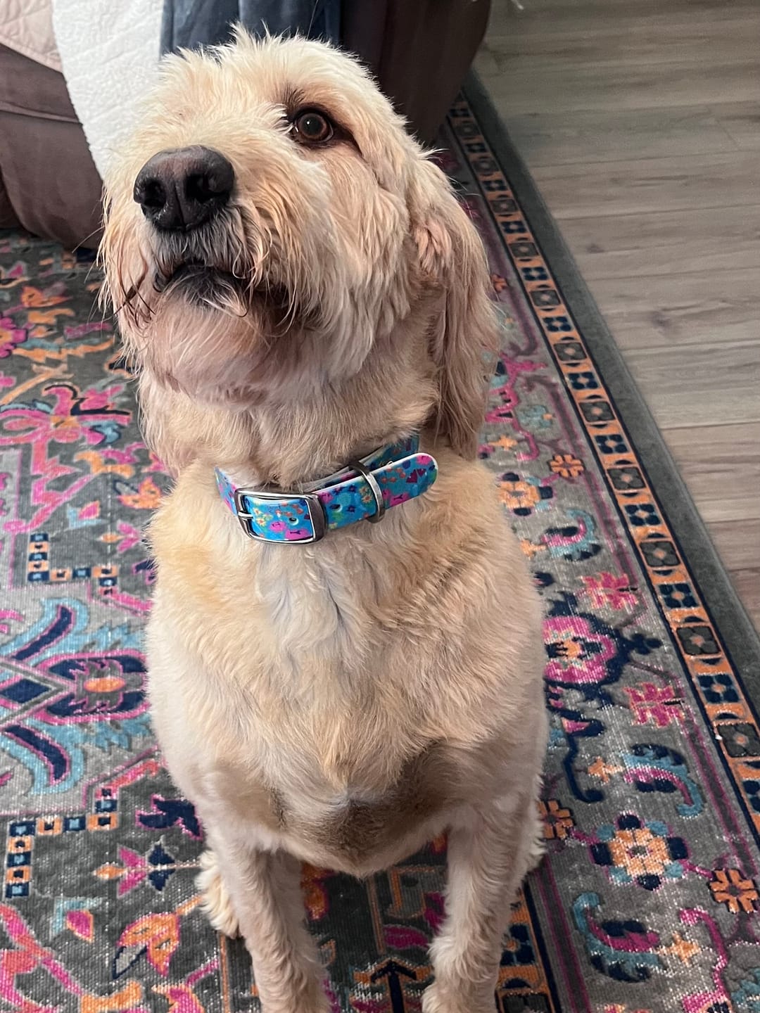 Customer photo review of Wildflowers Dog Collar
