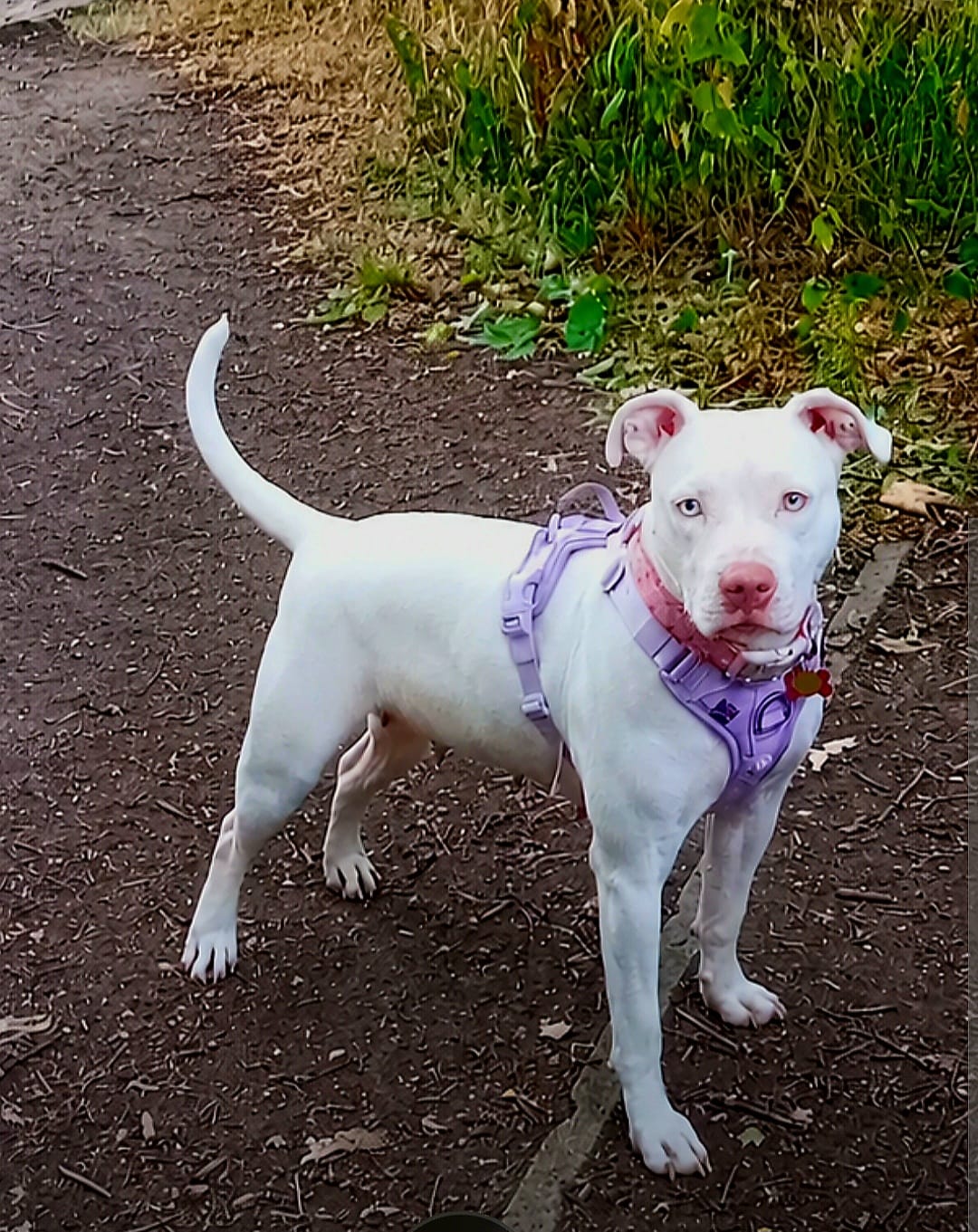 Customer photo review of Anti Pull Hurricane Harness Lighter | With Handle - Lavender X Ube