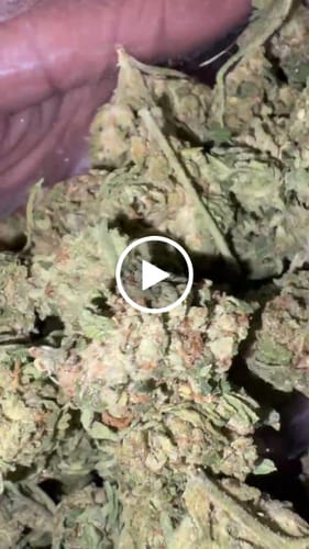 Jealousy Indoor - Bulk - Hybrid photo review