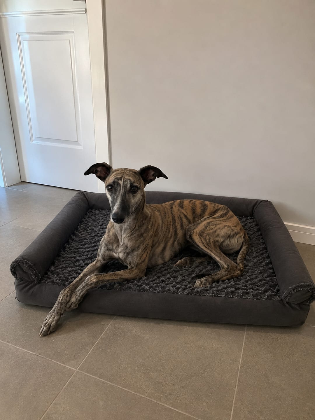 Customer photo review of OrthoWave Komfortbett🐾