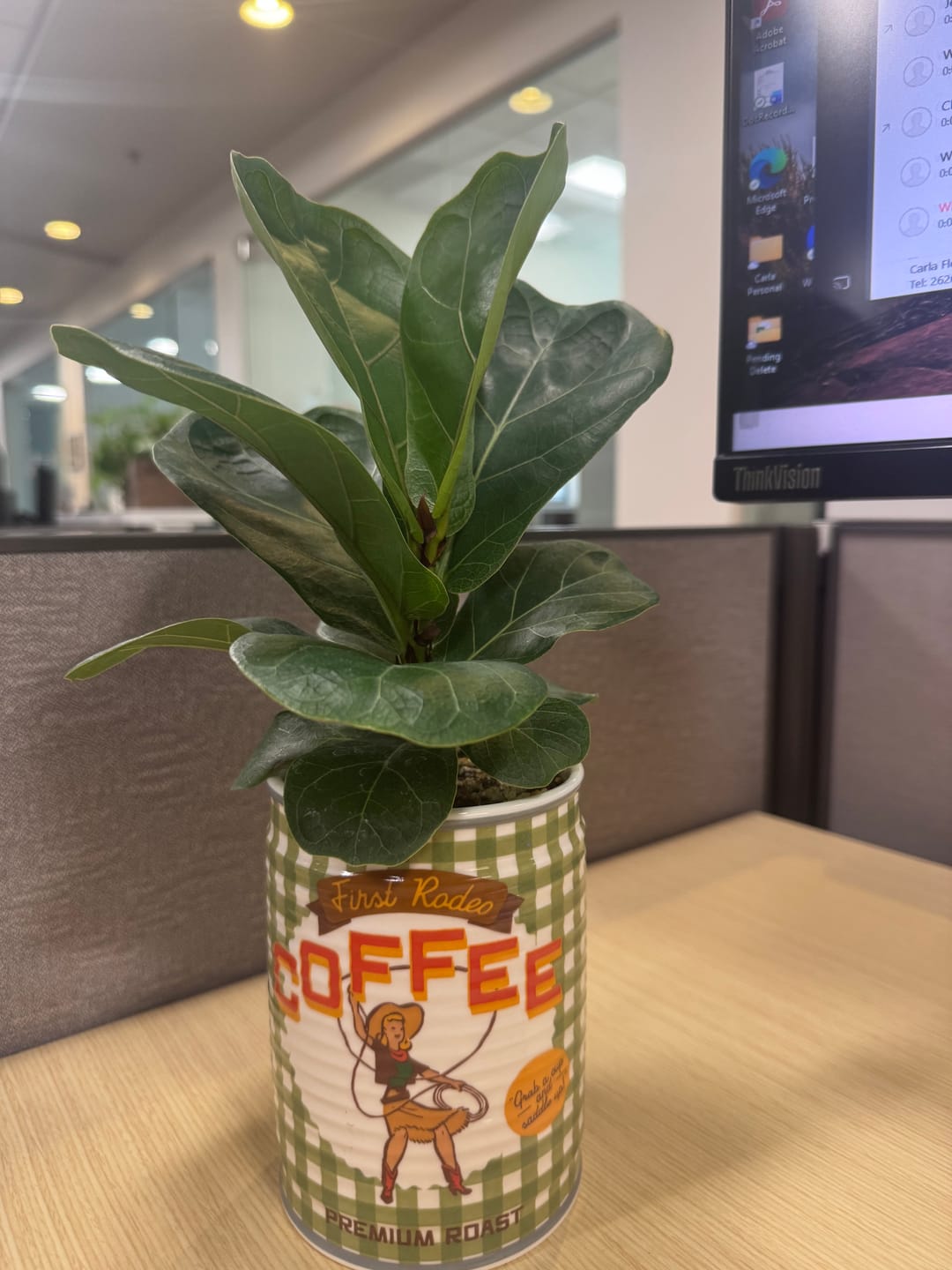 Customer photo review of Ficus lyrata 'Little Sunshine'