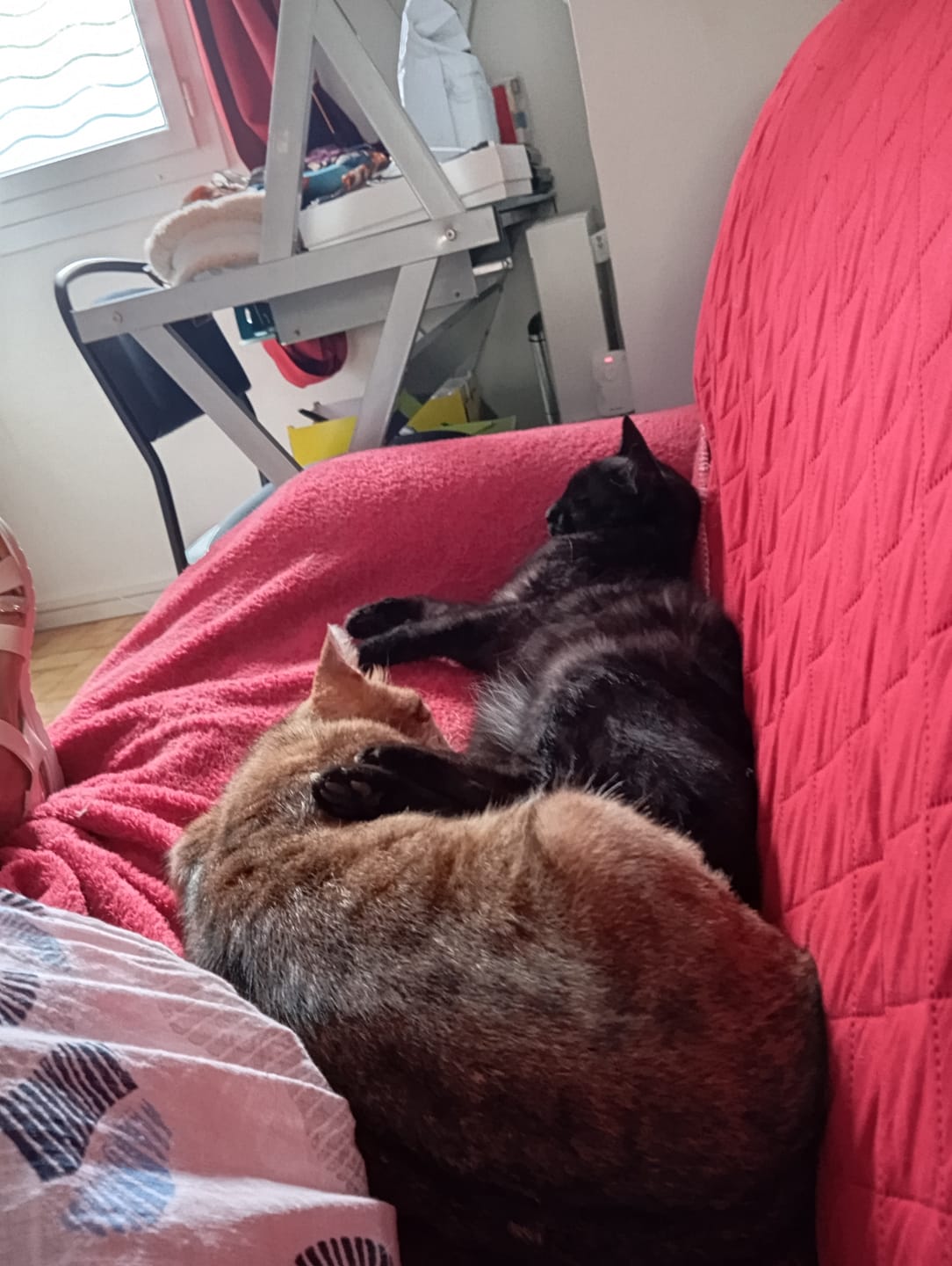Customer photo review of Croquettes Volaille & Légumes - Chat Sénior