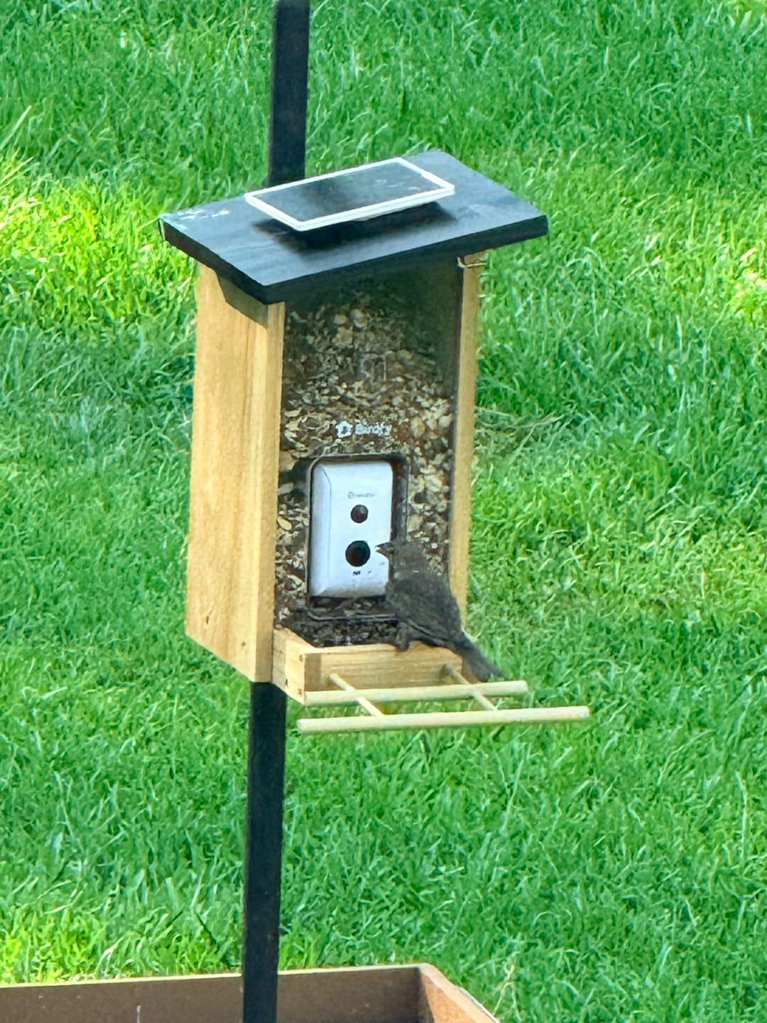 Customer photo review of Birdfy Feeder Ebony - Wooden Smart Bird Feeder