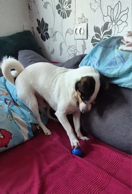 Customer photo review of Pelota Interactiva para Perros y Gatos – Movimiento Automático + Carga USB-C