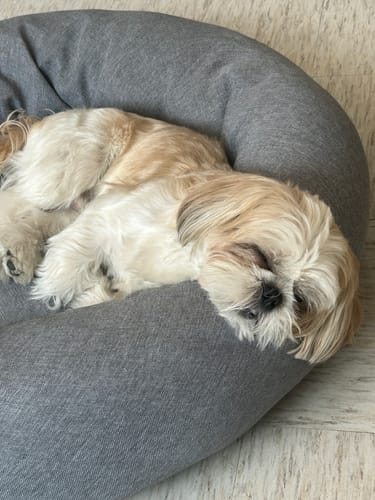 Customer's Funda Lino para Cama Antiestrés para Perros, un perro pequeño descansa sobre la cama gris.