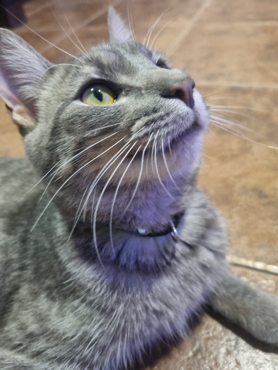 Customer photo review of Pack x3 Collares Remachados para Gato