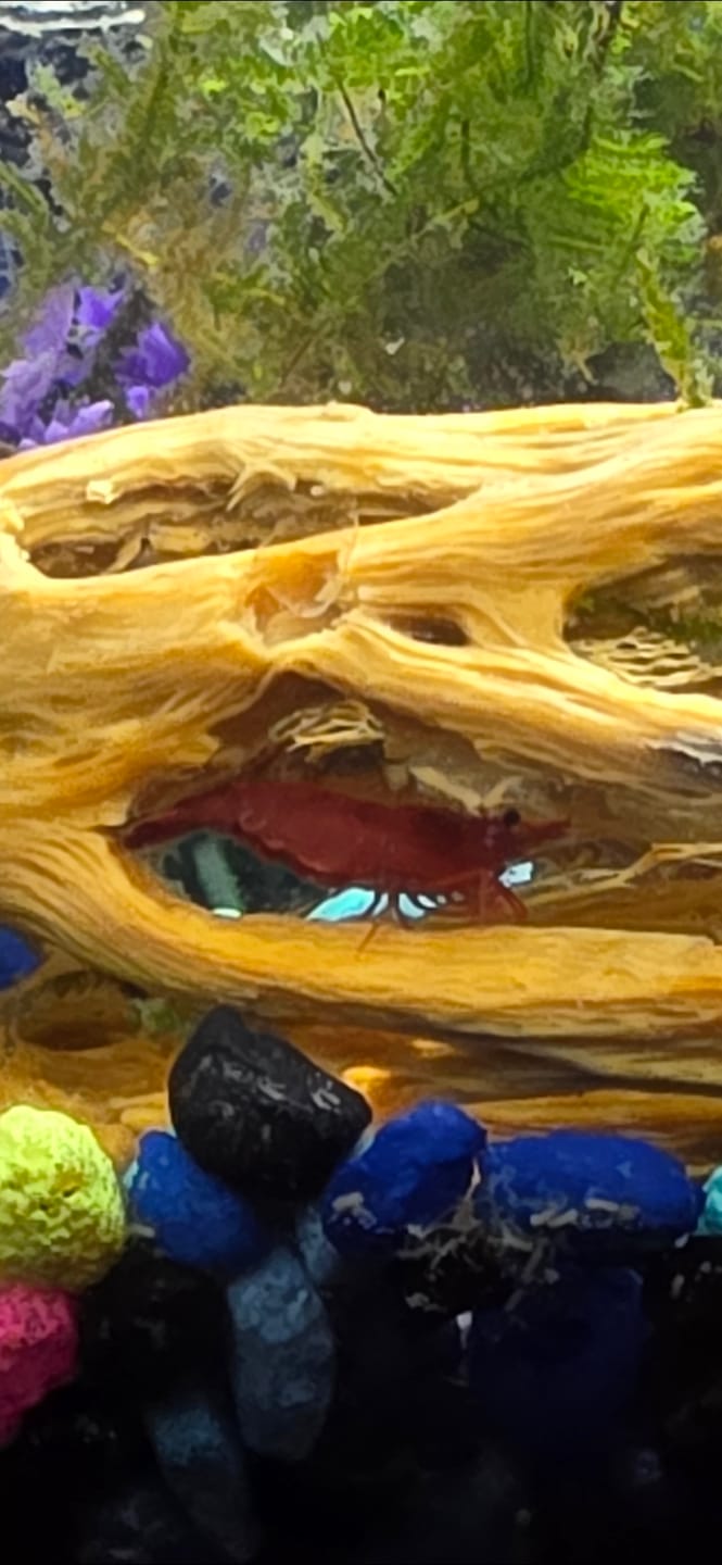 Customer photo review of Java Moss (Golf Ball Size)