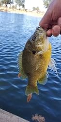 Customer photo review of TRUSCEND Duramax Pre-Rigged TPE Soft Swimbait Fishing Lures with BKK Hooks