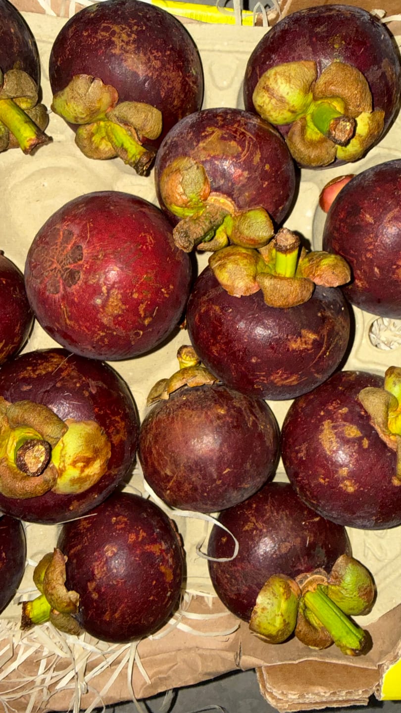 Customer photo review of Mangostan (Mangosteen) Sommeraktion %