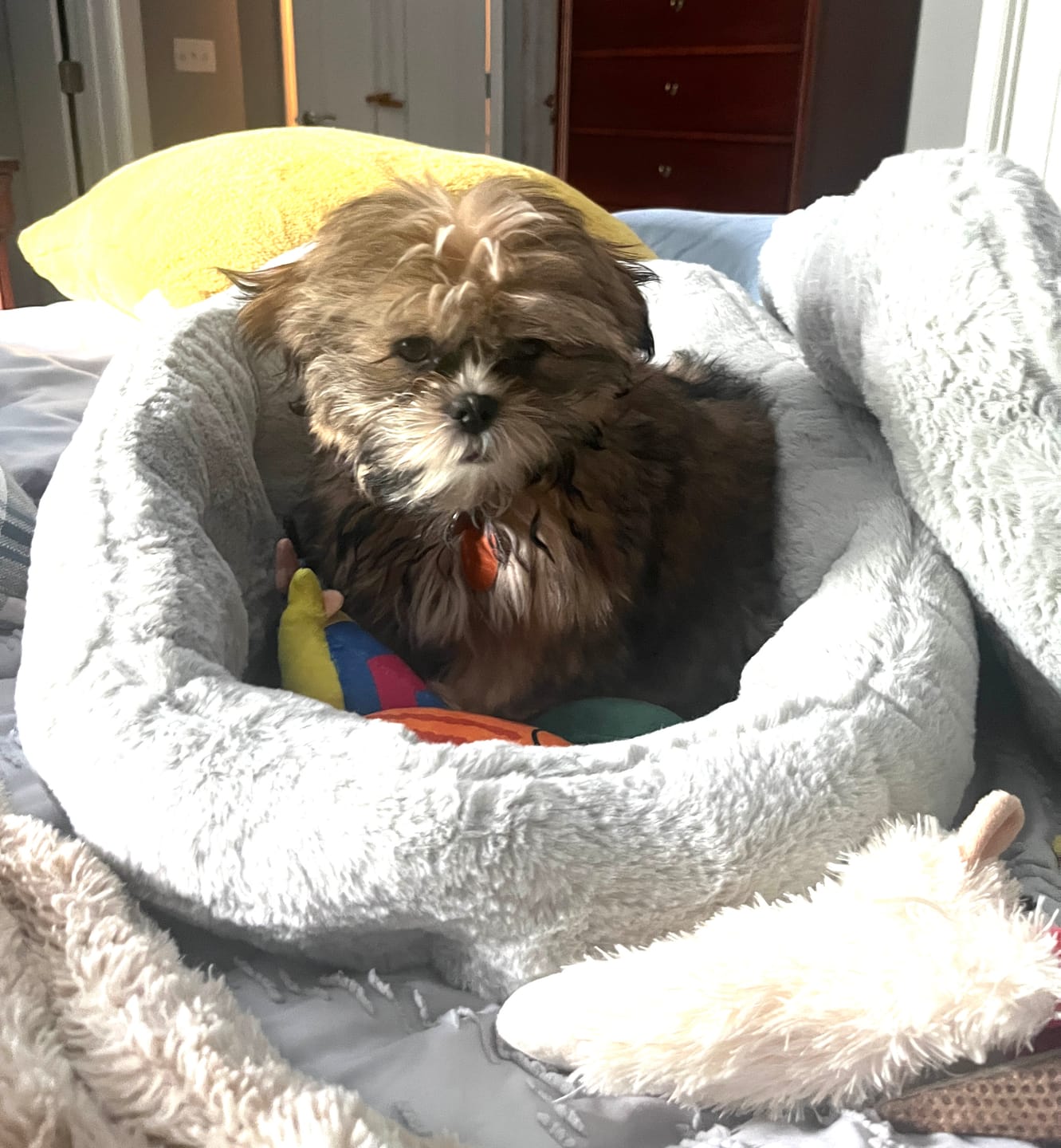 Customer photo review of PAWD Crate Pad & Dog bed