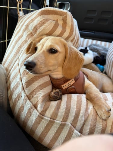 Customer's puppy resting comfortably in the striped Canvas Car Seat while inside a vehicle.