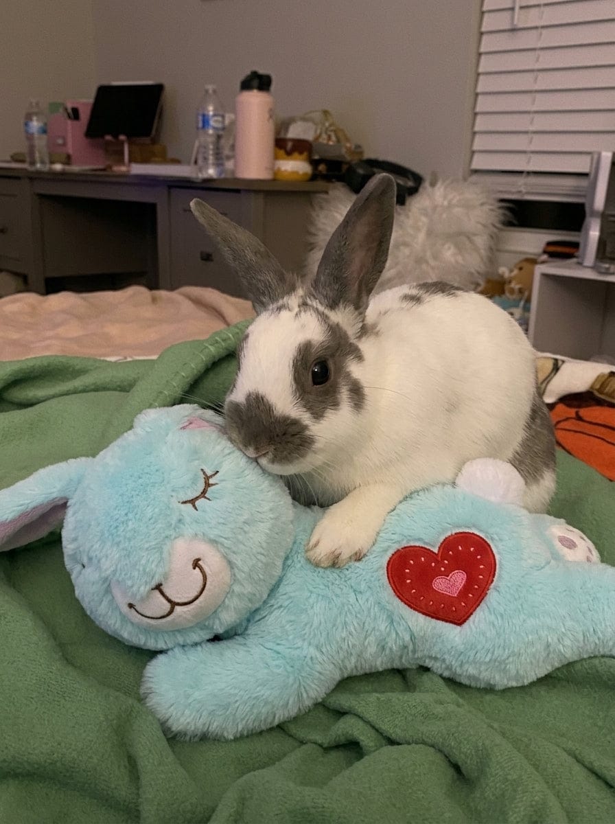 Customer photo review of Calming Plush for Bunnies