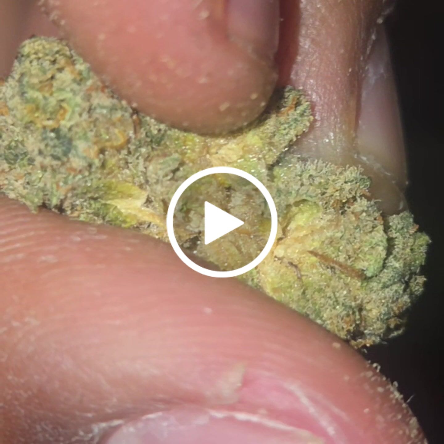 Customer video review of Greenhouse Flower