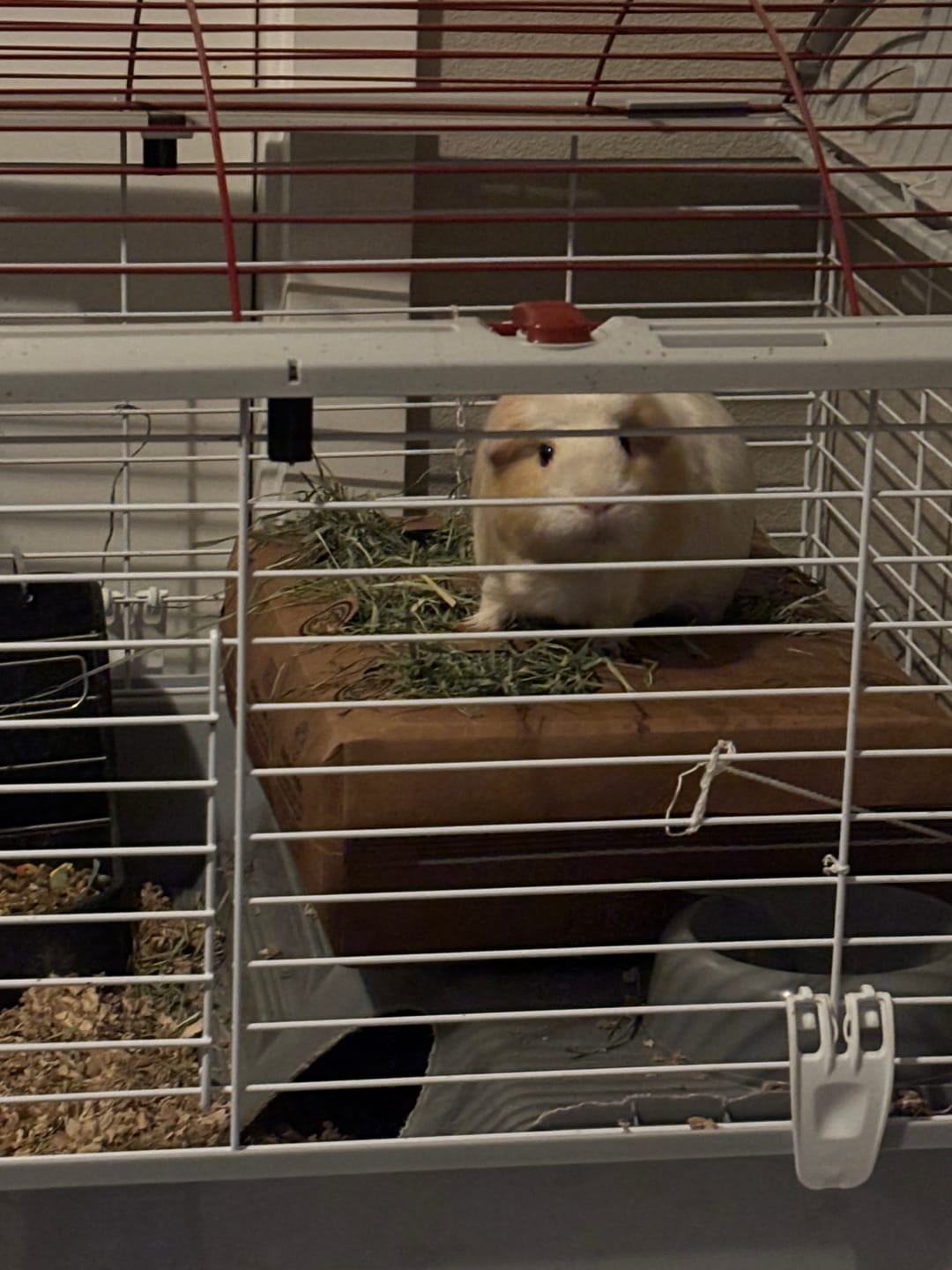 Customer photo review of GuineaDad Orchard Hay Bar for Guinea Pigs (5 Pack)