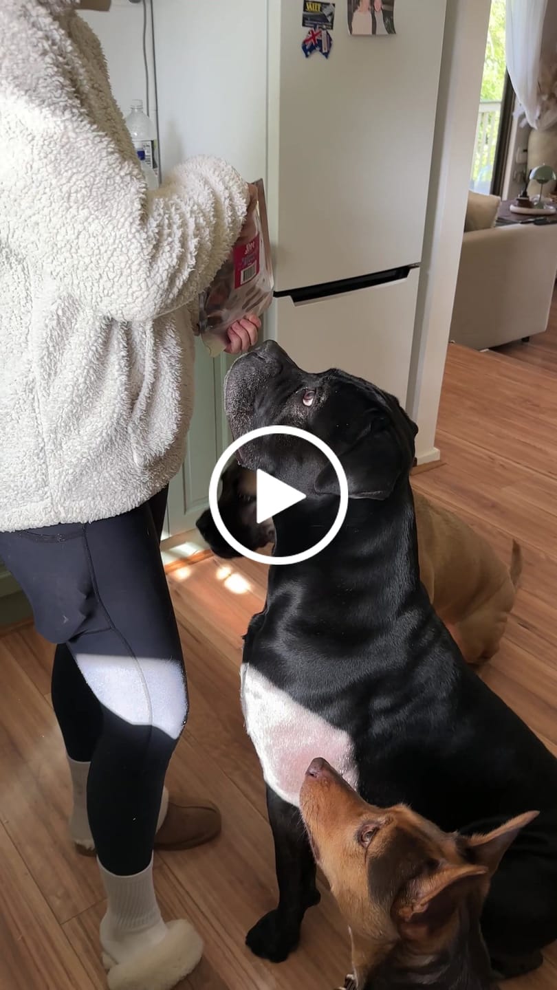Customer video review of Trio Pack for Dogs
