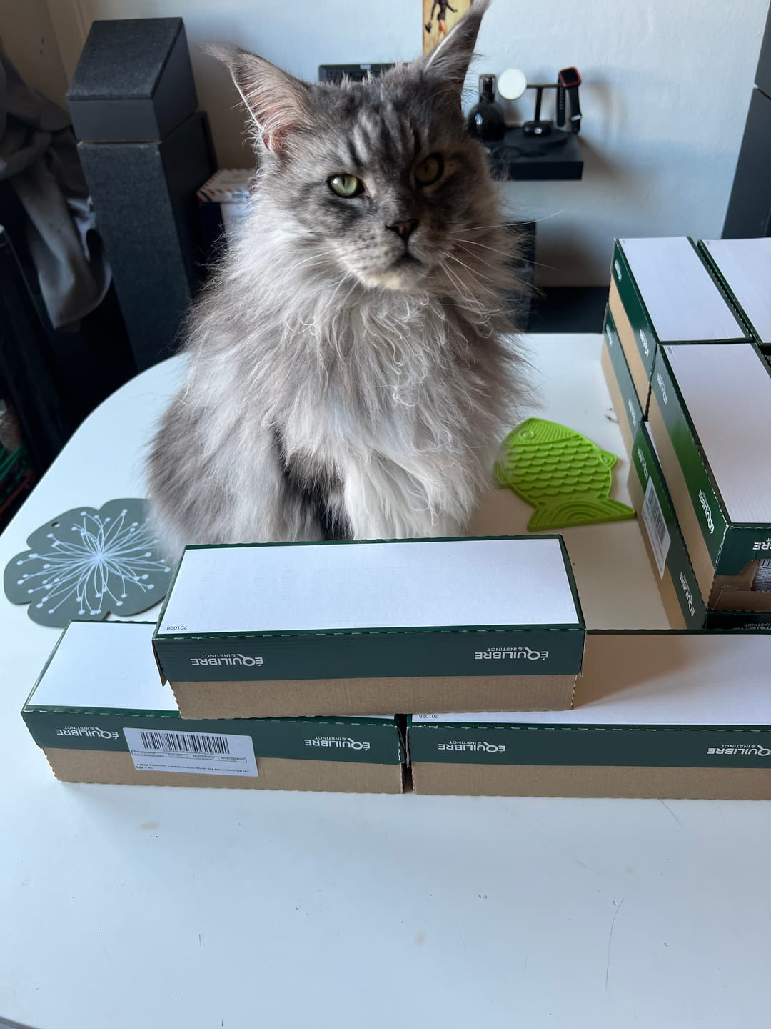 Customer photo review of Pâtées riches en bœuf & aux courgettes (Chat stérilisé et Chat adulte)