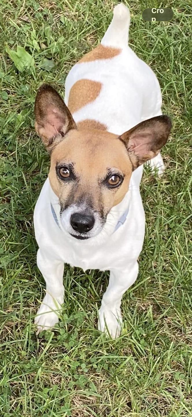 Customer photo review of Turkey Recipe - Dog