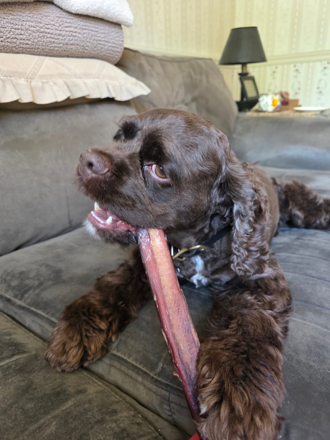 Customer photo review of 12 Inch Jumbo Bully Stick