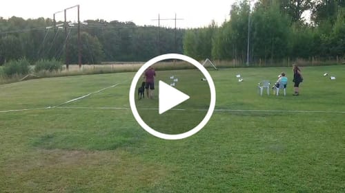 Kundeanmeldelse med video af FeelFree Dog Walker Zip T-shirt I Rosewood I Sammy