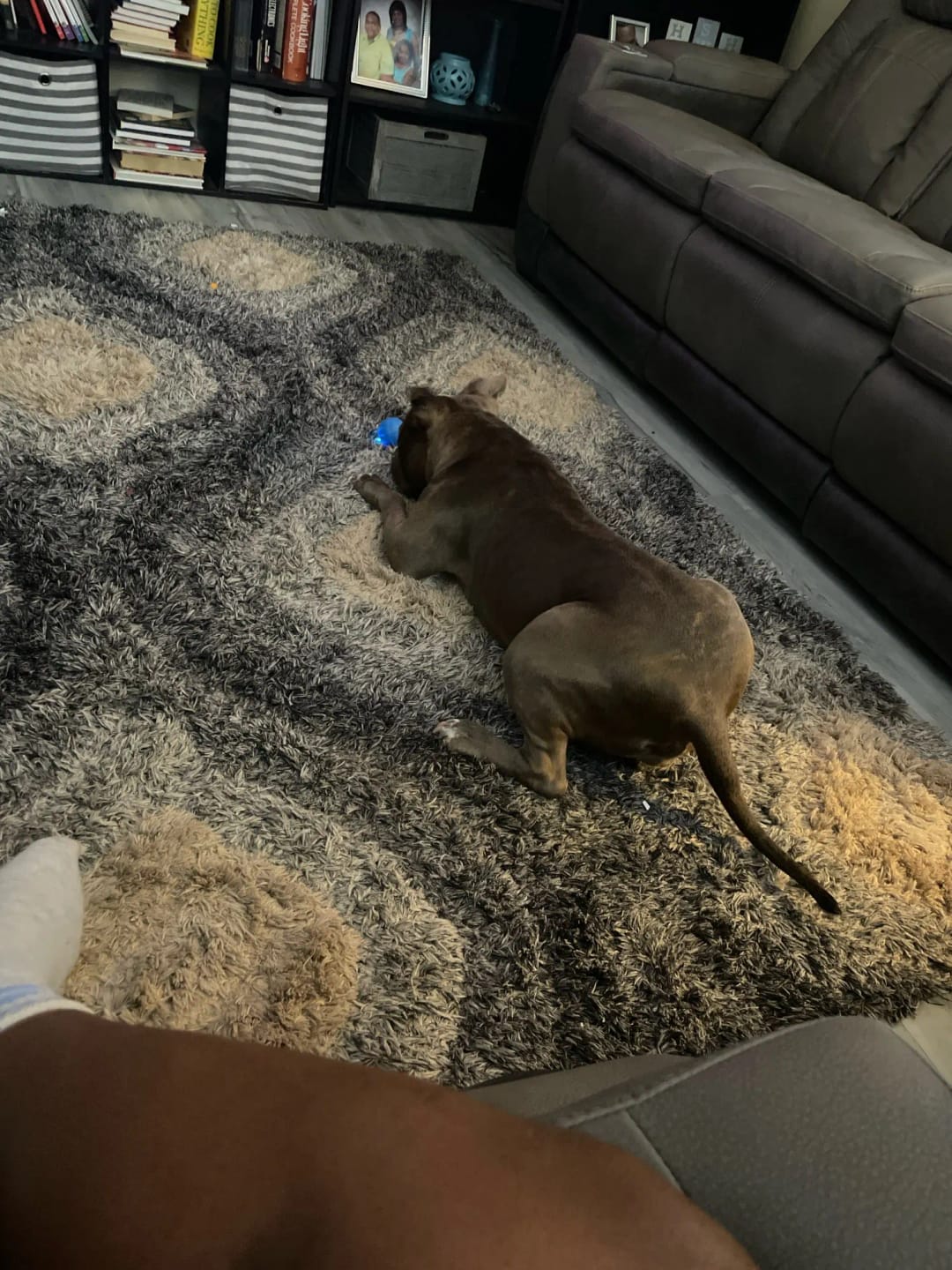 Customer photo review of Pelota Interactiva para Perros y Gatos – Movimiento Automático + Carga USB-C