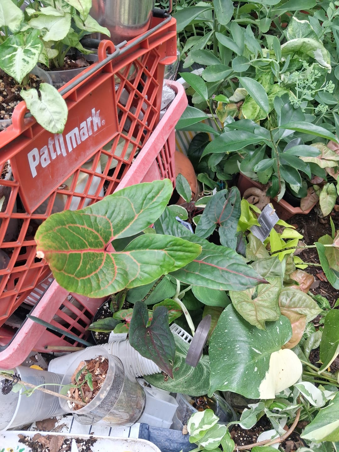 Customer photo review of Cyrtosperma johnstonii