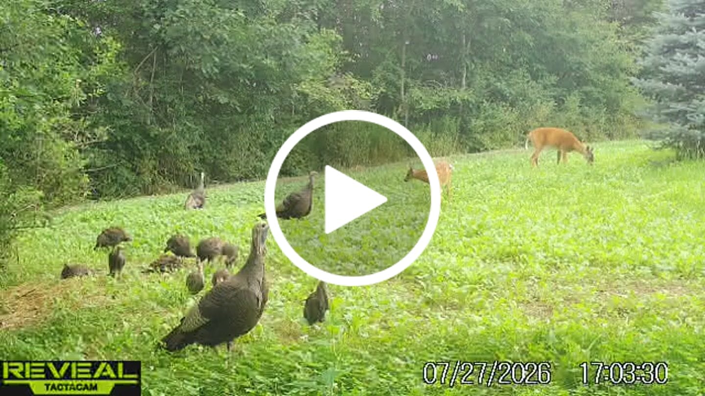 Customer video review of Late Season Brassicas