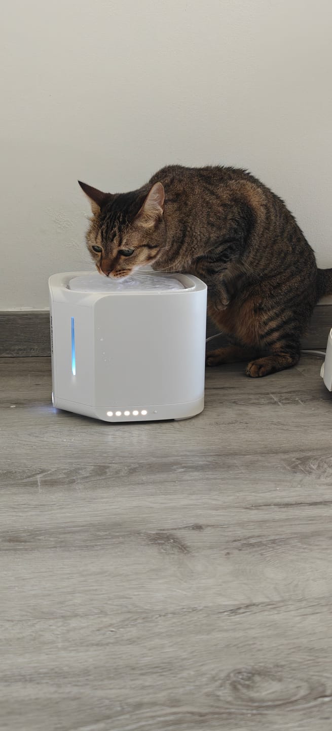 Customer photo review of Pet Water Fountain