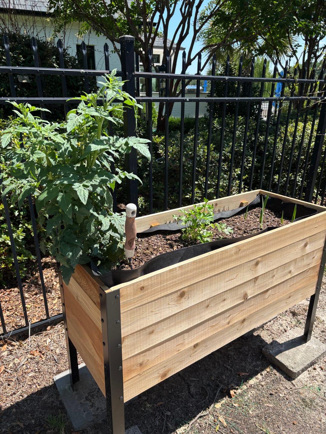 Customer photo review of Anniversary Sale | 18” x 48” Deep Root Raised Garden Bed