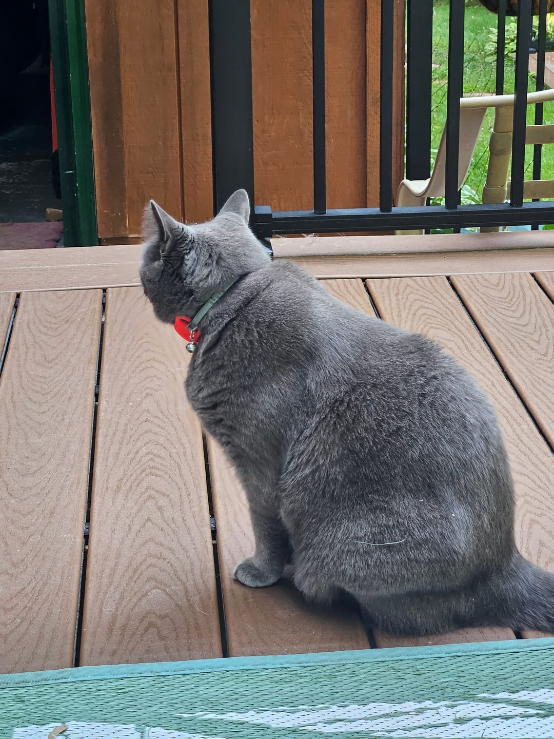 Customer photo review of FurLife™ - 12 Months All Natural Flea and Tick Tags for Dogs