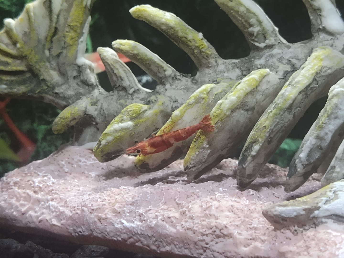 Customer photo review of Skittles Shrimp
