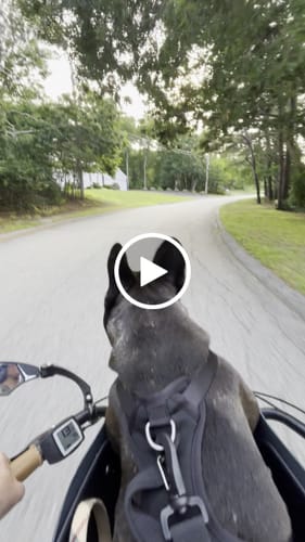 Customer video review of Kvisp Dog Bike Carrier