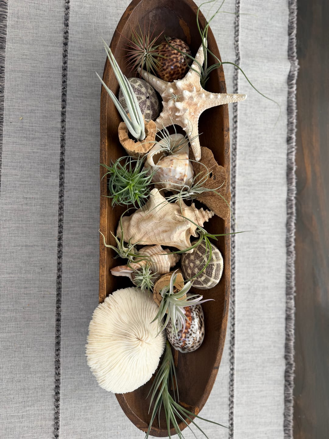 Customer photo review of 10 Pack Premium Air Plants Mix  *Cannot Be Shipped Internationally*