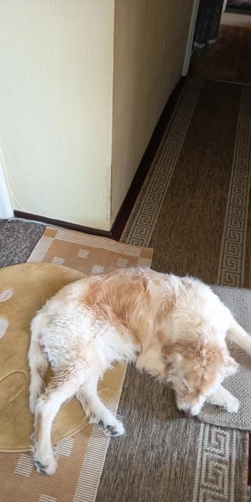 Customer photo review of Pelota Interactiva para Perros y Gatos – Movimiento Automático + Carga USB-C