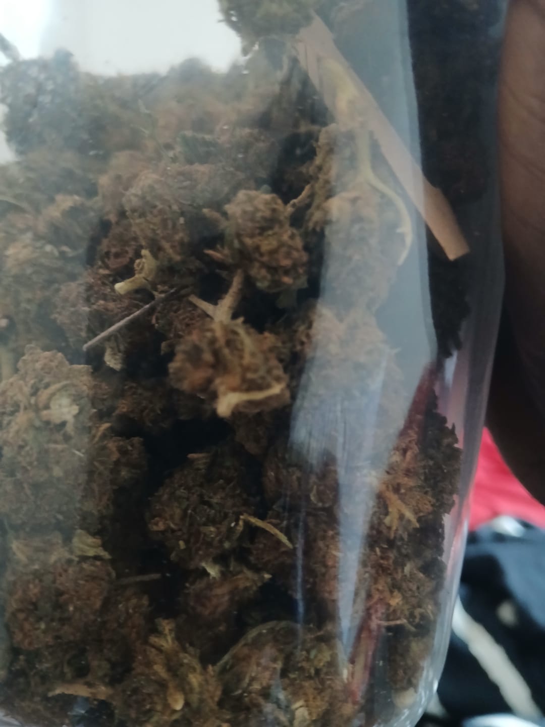 Customer photo review of Butterscotch OG - Bulk - Indica