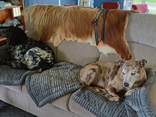 Customer photo review of Cosy Couch - Couch Cover