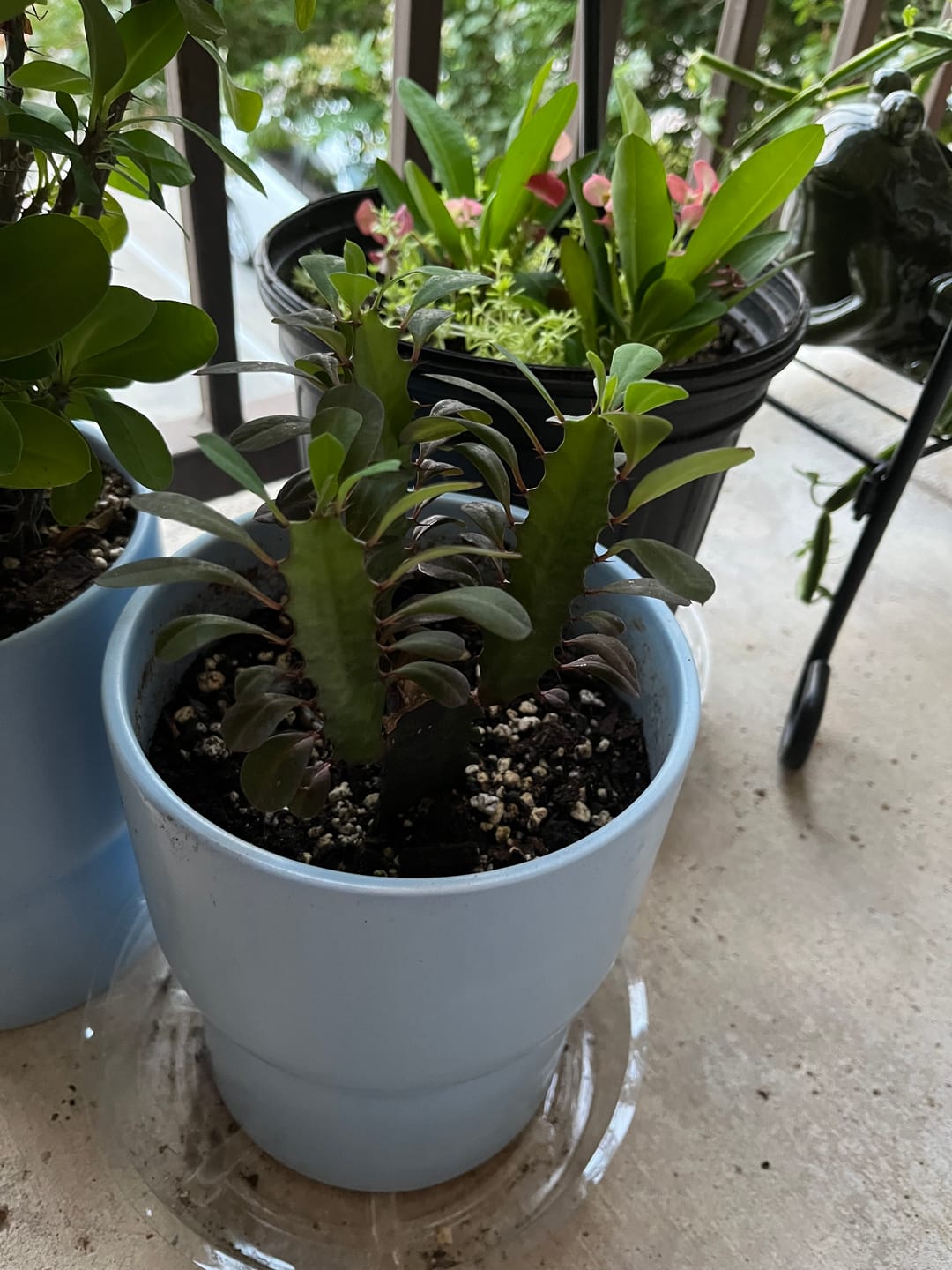 Customer photo review of Euphorbia trigona