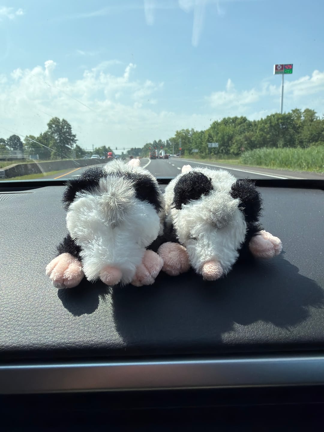 Customer photo review of Forgotten Peter the Opossum